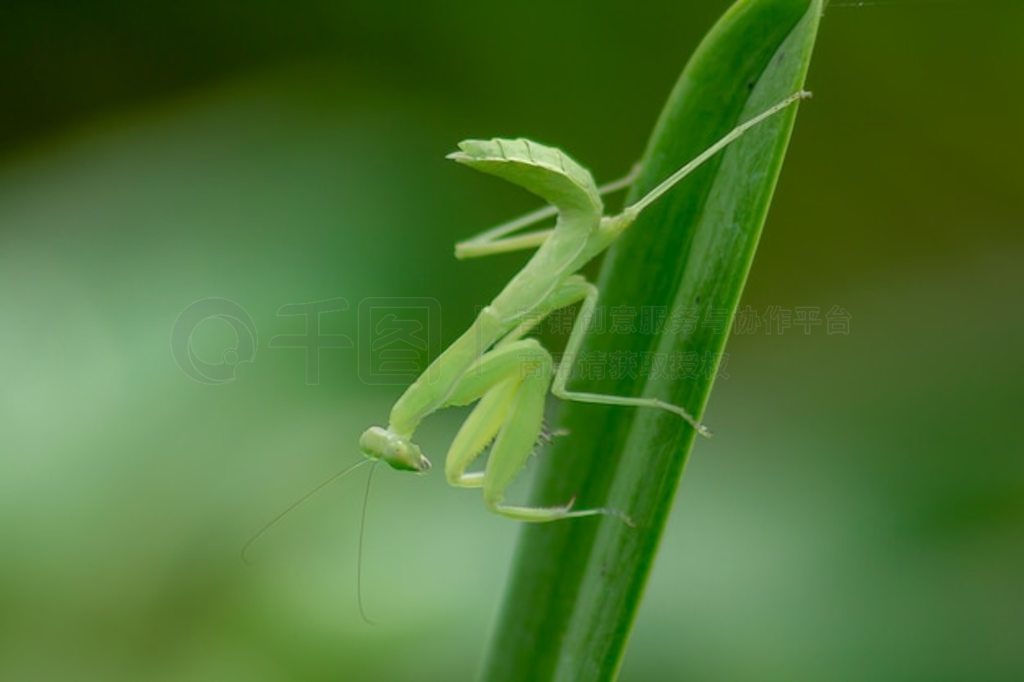 Mantodea һƬҶ