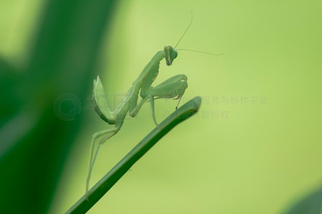 Mantodea λһƬҶϡ