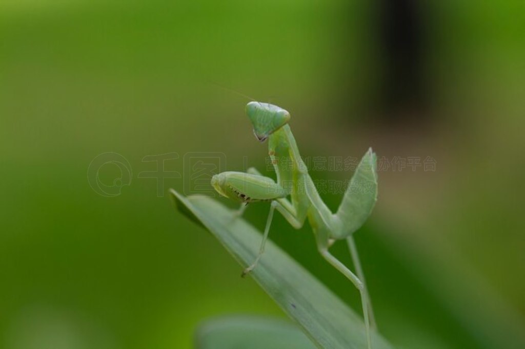 Mantodea λһƬҶϡ