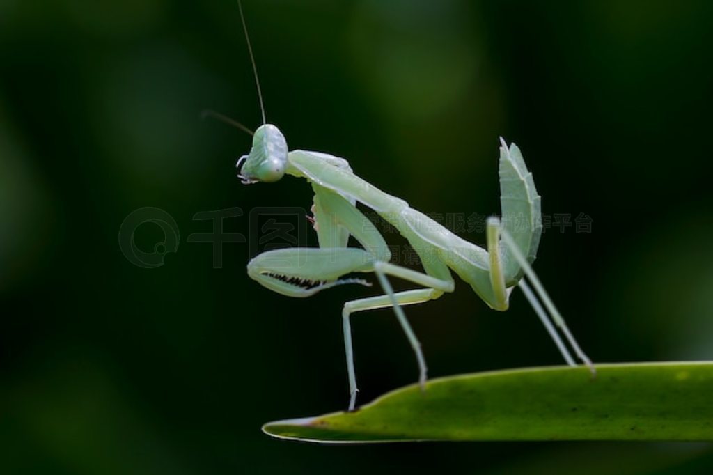 Mantodea λһƬҶϡ