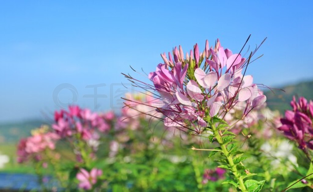 ۺɫͰɫ֩뻨Cleome spinosaڻ԰