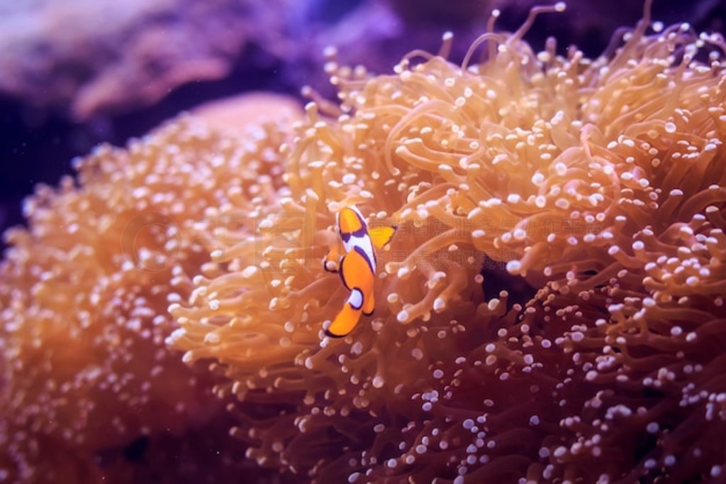 AmphiprionС