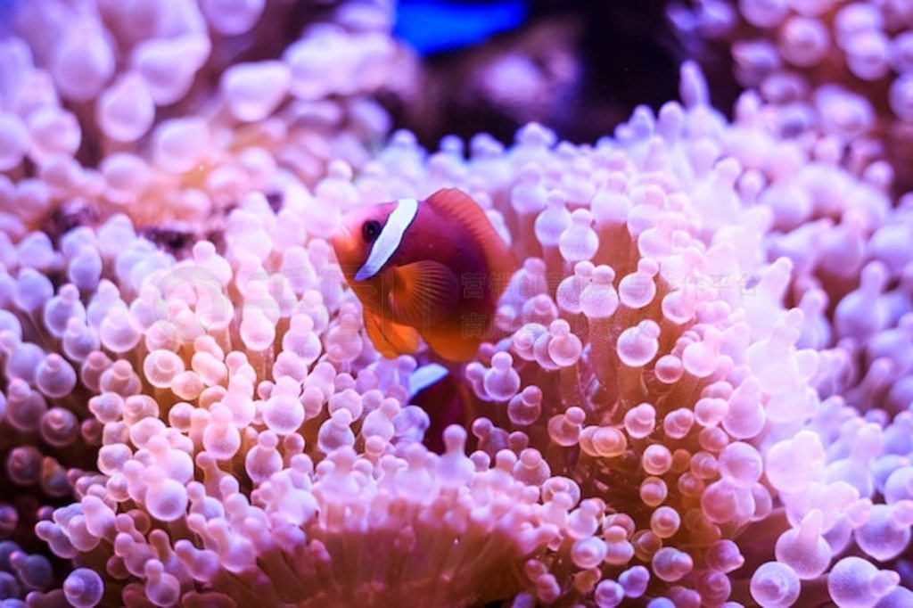 AmphiprionС