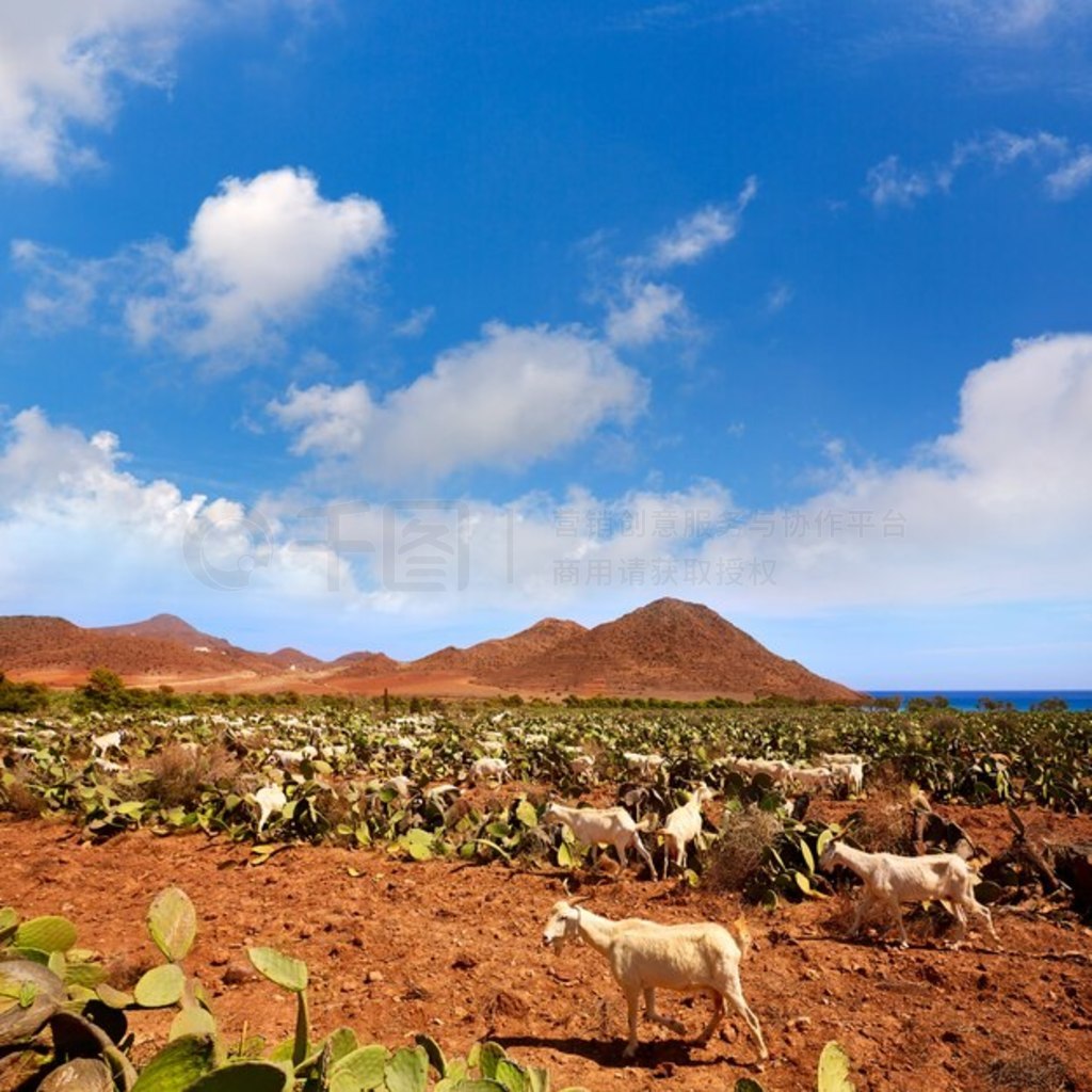 ÷ Cabo de Gata ɽڼŵά˹̲