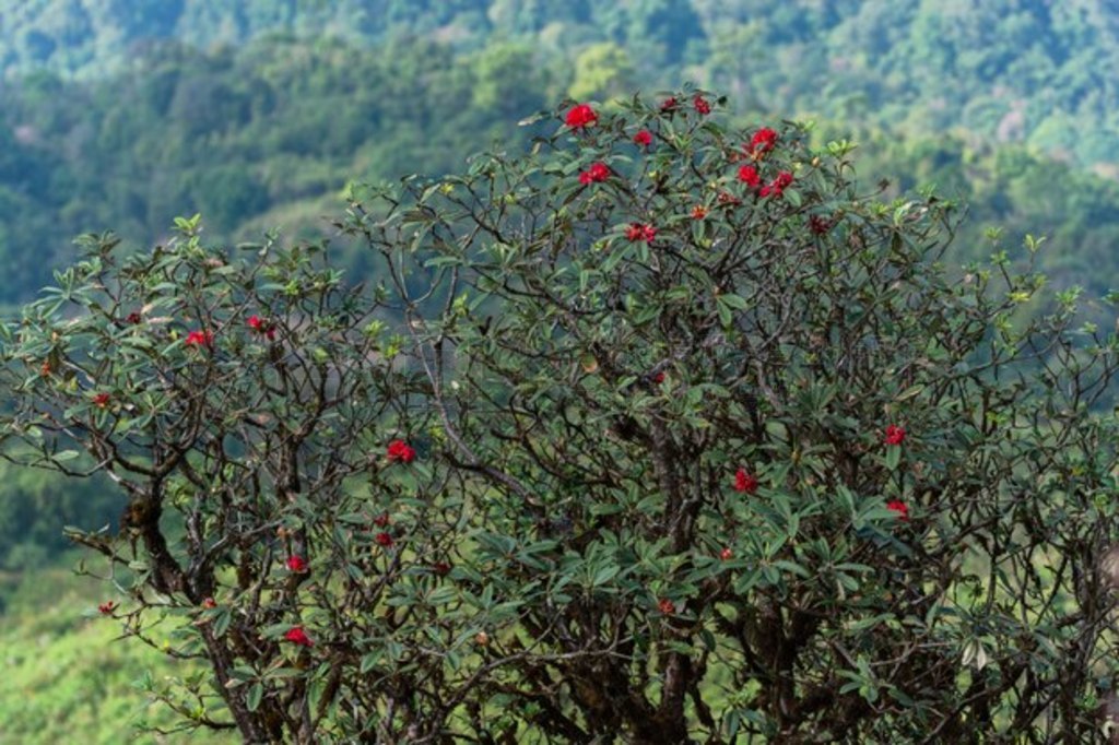 Kew Mae Pan Ȼۺľ