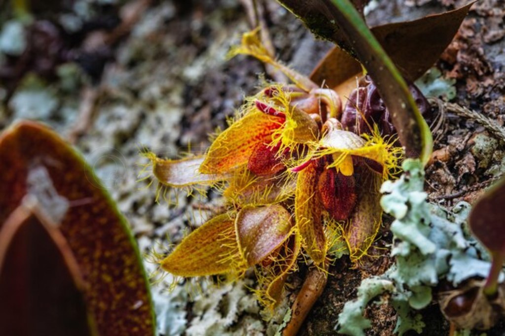 Bulbophyllum dayanum̩ȴɭϡҰ