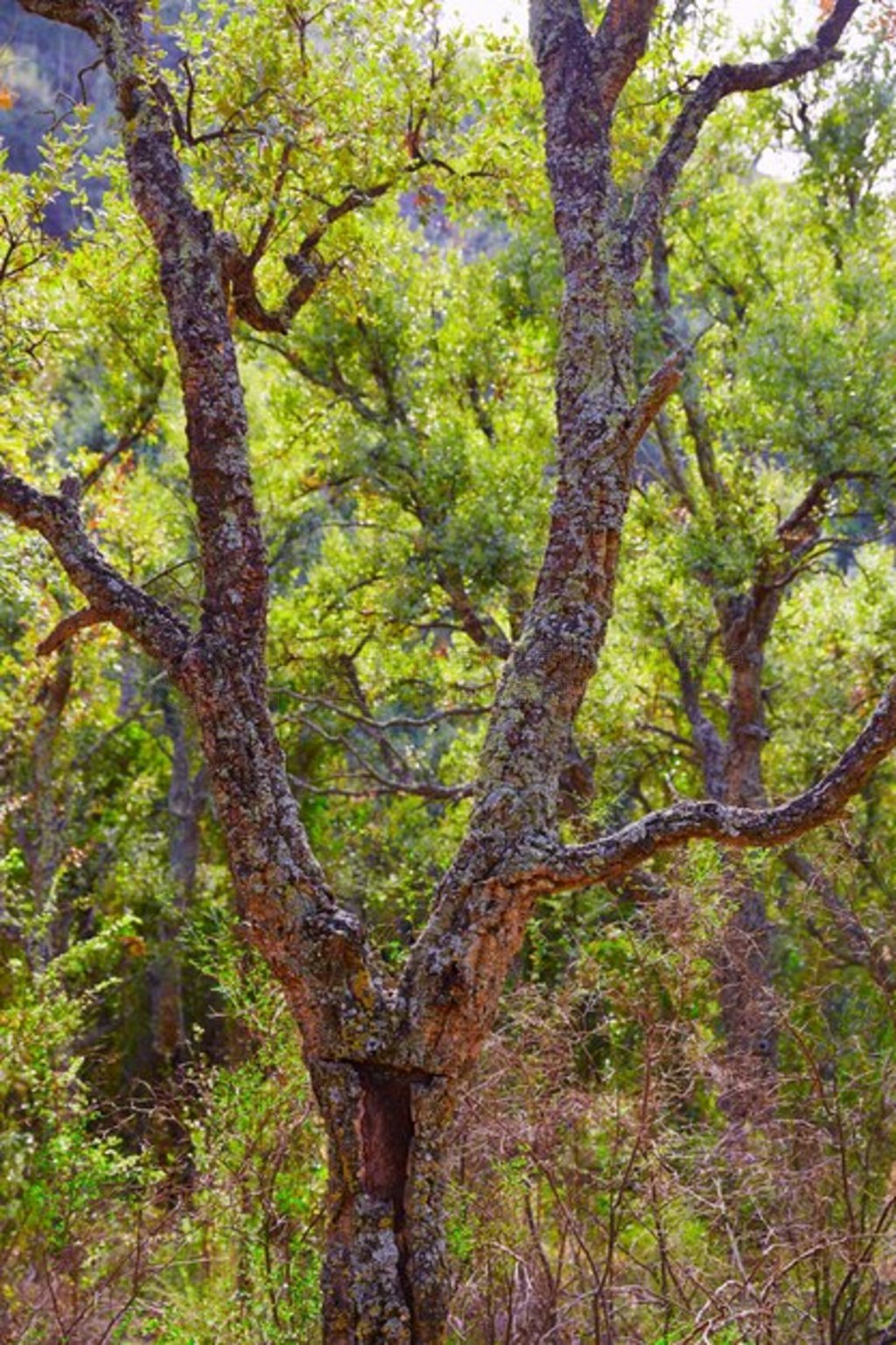 Sierra Espadan ľе Castellon alcornocal