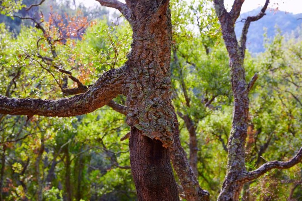 Sierra Espadan ľе Castellon alcornocal