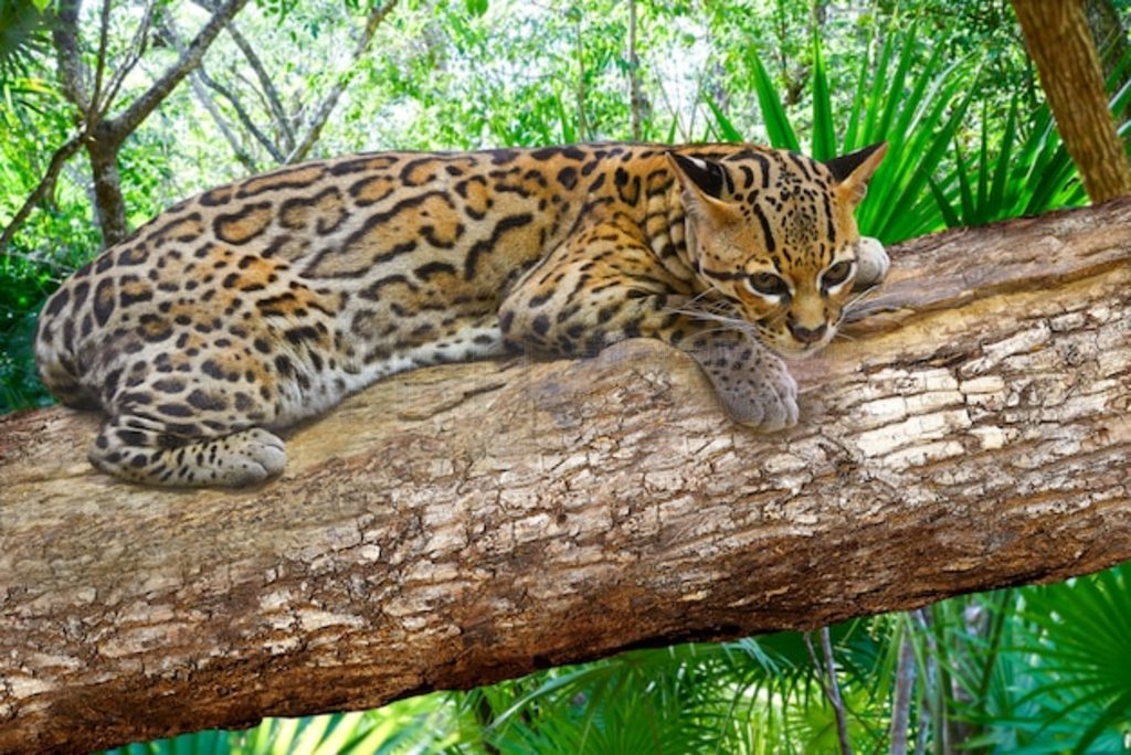 Ocelote Leopardus pardalis è