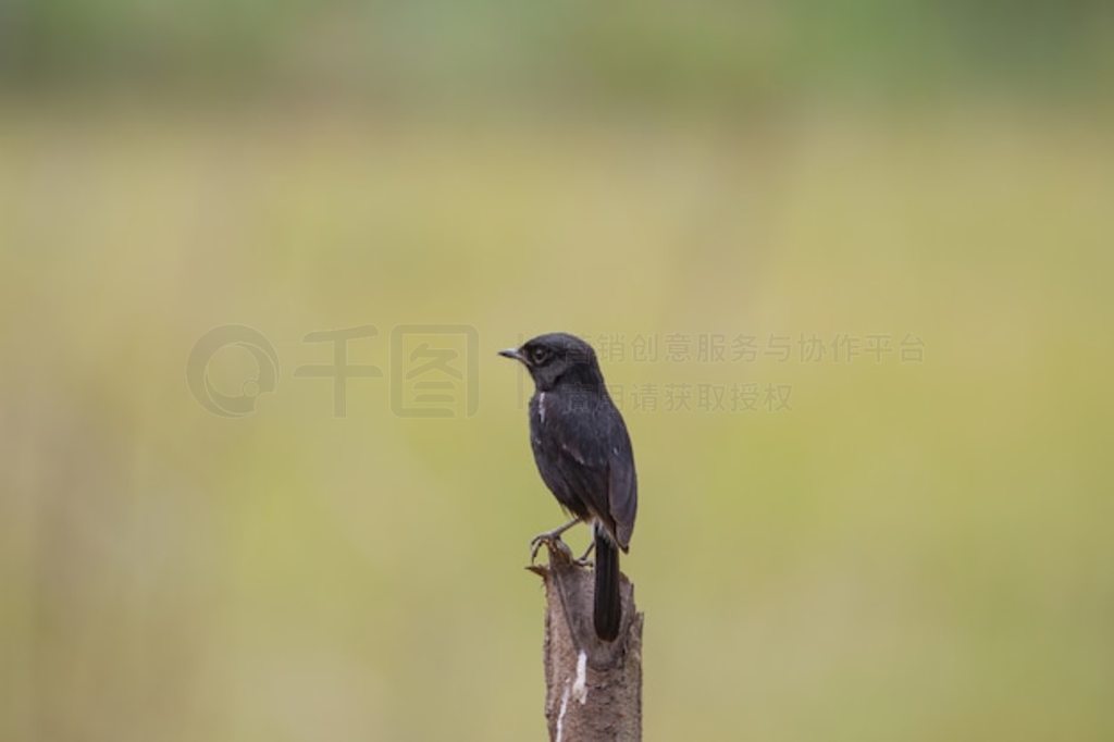 ߹ľ (Saxicola caprata) 