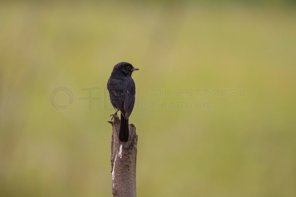 ߹ľ (Saxicola caprata) 