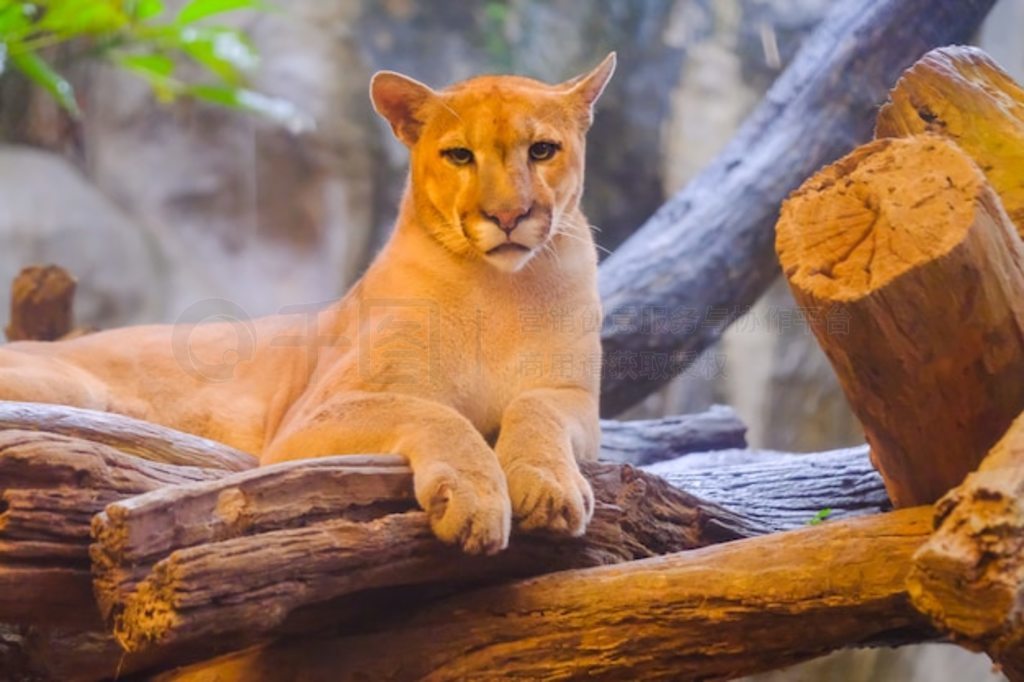 ʨ (Puma concolor) ֦¿ - Ȧ