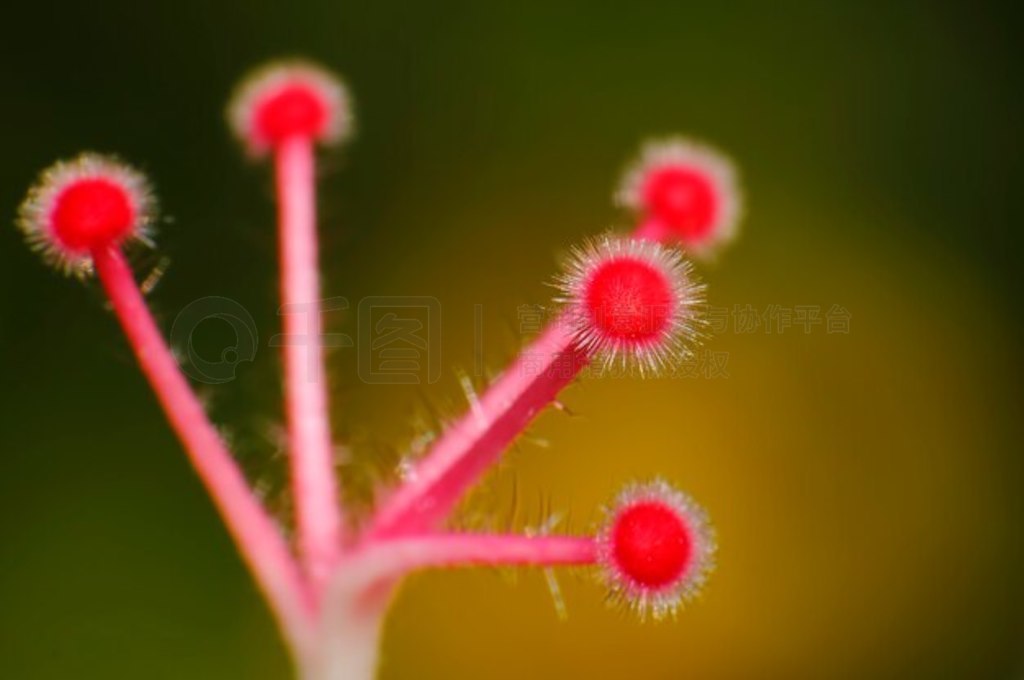 ЬƤ Hibiscus syriacus