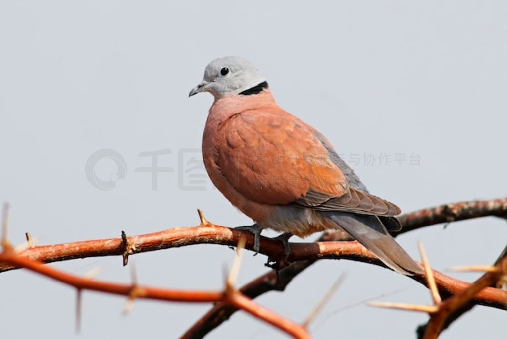  Streptopelia tranquebarica ̩