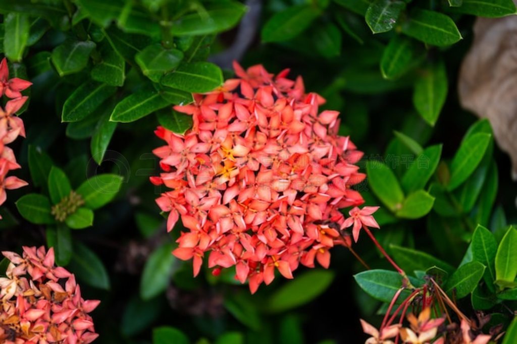 ĺ뻨ʢ (Ixora chinensis) Ҷ