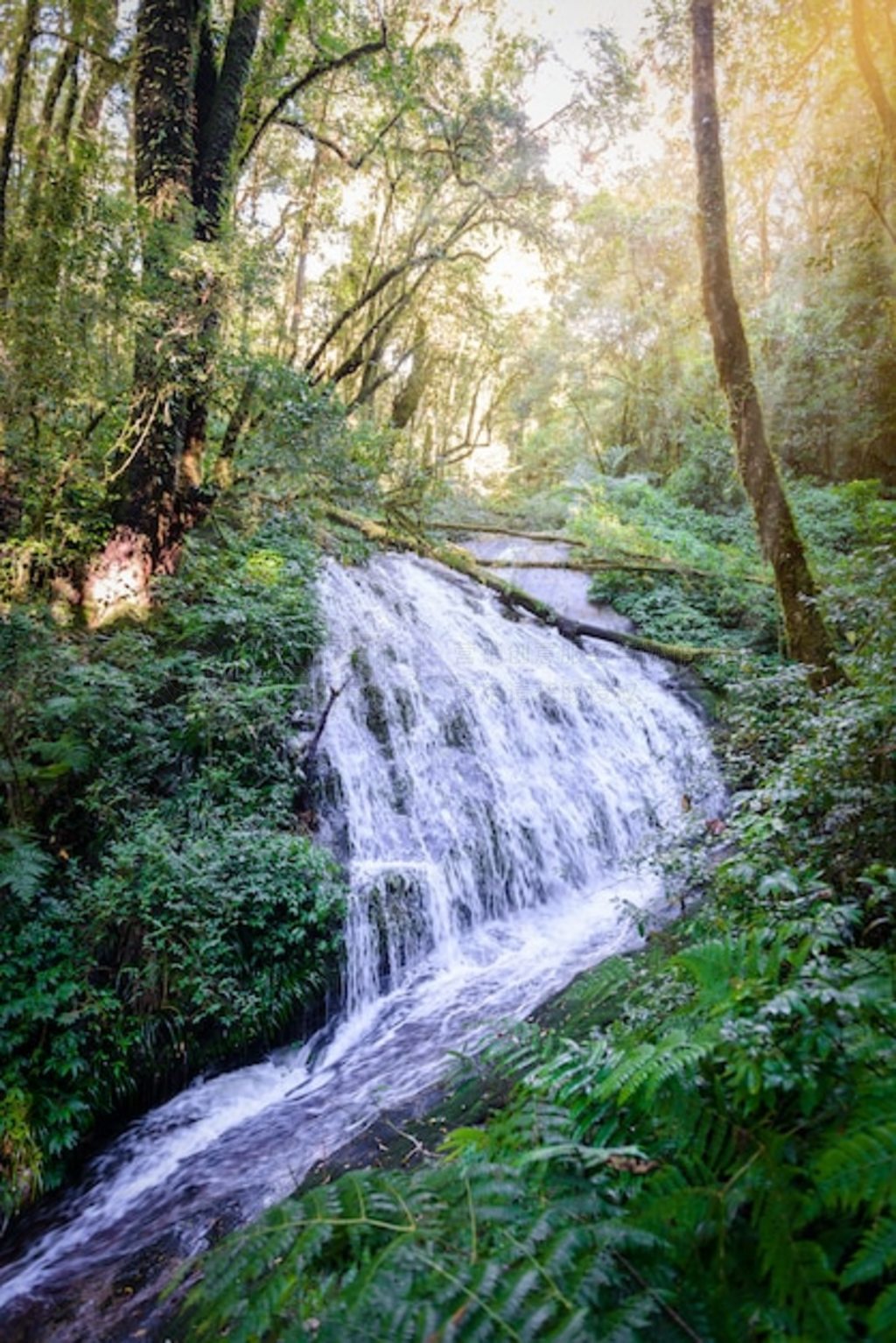 Kew Mae Pan Nature Trail  Tharn Sadet ٲ ֵͽС