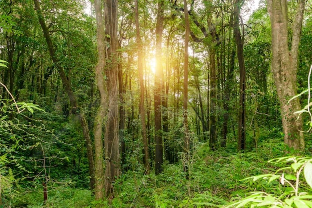 Kew Mae Pan Nature Trail ֵͽС