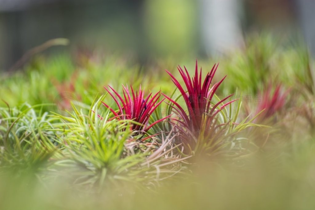 Ȼ¹ر Bromeliad  Aechmea fasciata