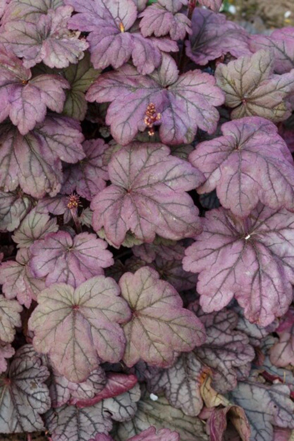 Heuchera ɺӣɫҶӵֲ