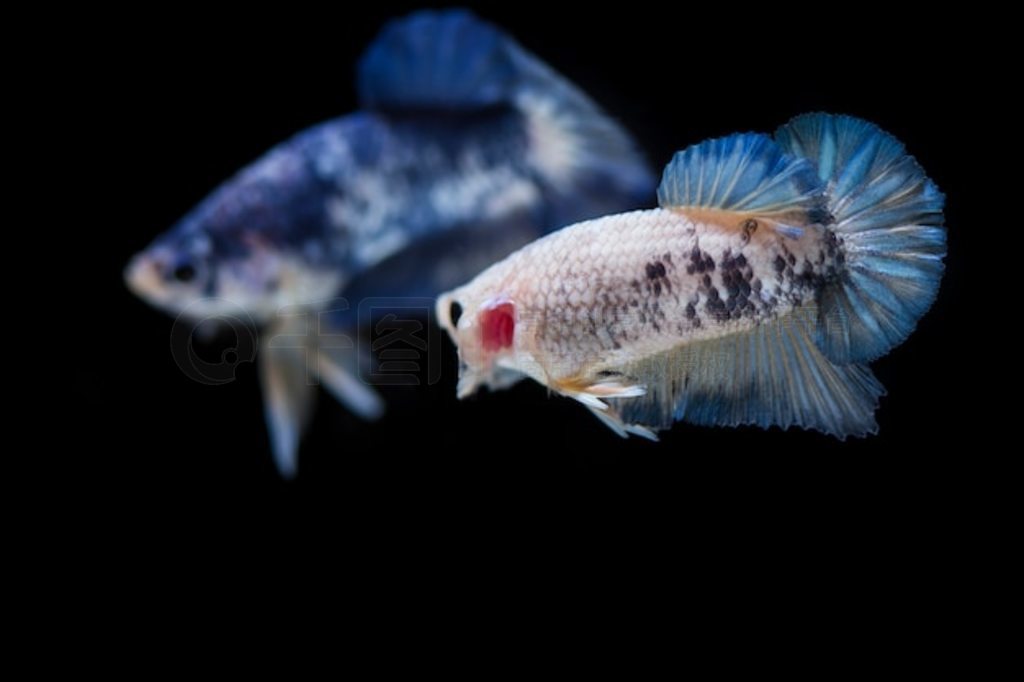  (Betta splendens) 