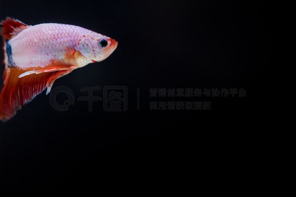  (Betta splendens) 