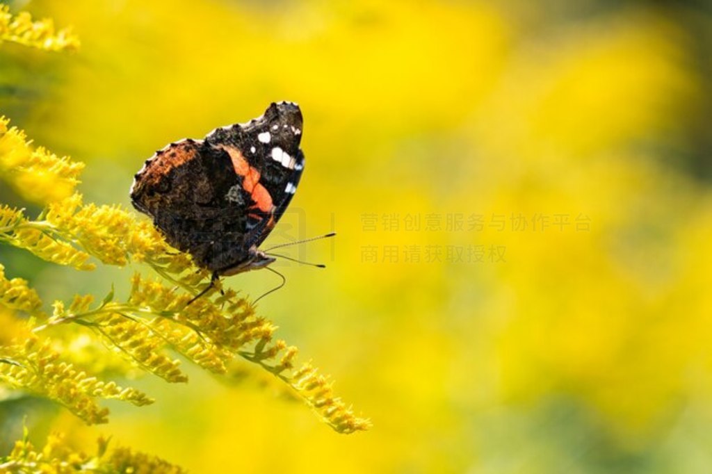 캣Ͻ (Vanessa atalanta) һ֦ƻϡƿռ