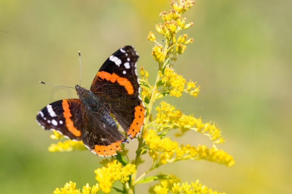 캣Ͻ (Vanessa atalanta) һ֦ƻϡƿռ