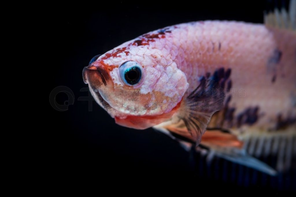  (Betta splendens) 