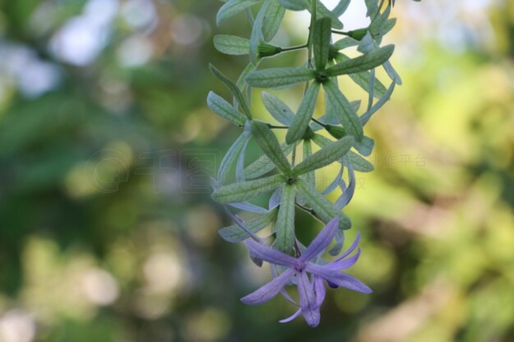 Petrea volubilis ɫɫڻ԰Ļ