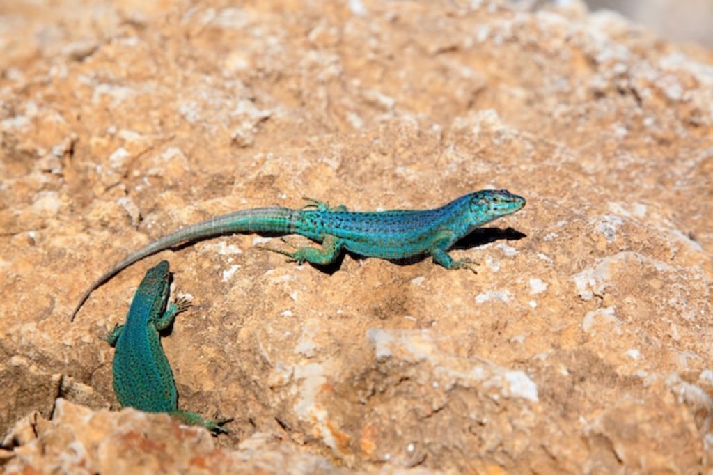  Podarcis pityusensis formenterae