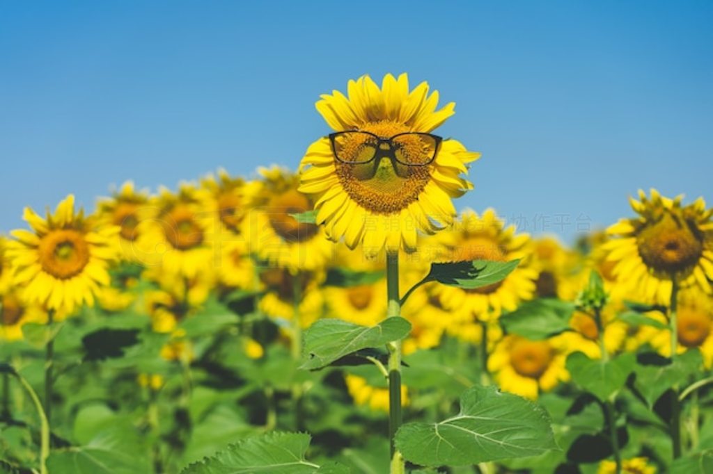 տHelianthus annuus źɫ۾տʢ