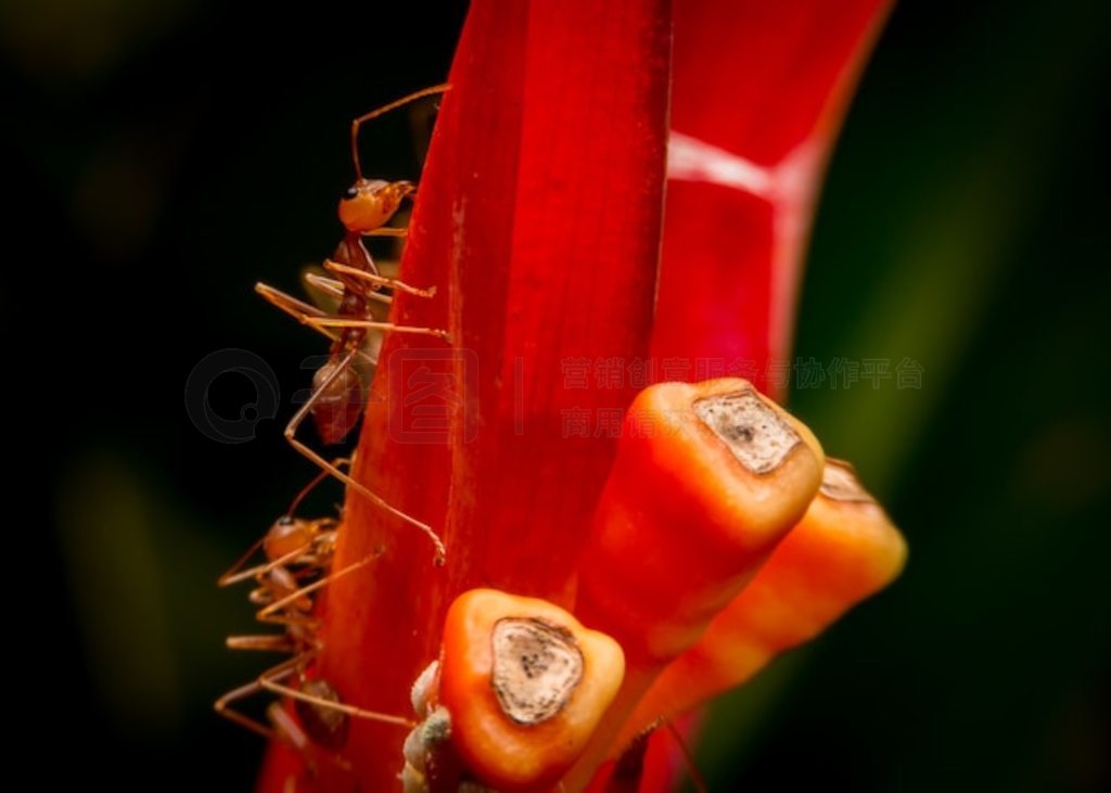 ر cheilocostus spiosus ϵĺ