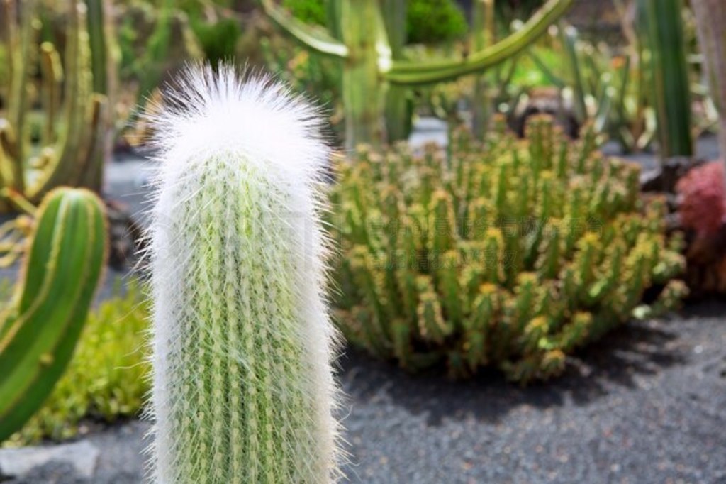 عϵƻ԰ Cephalocereus Senella