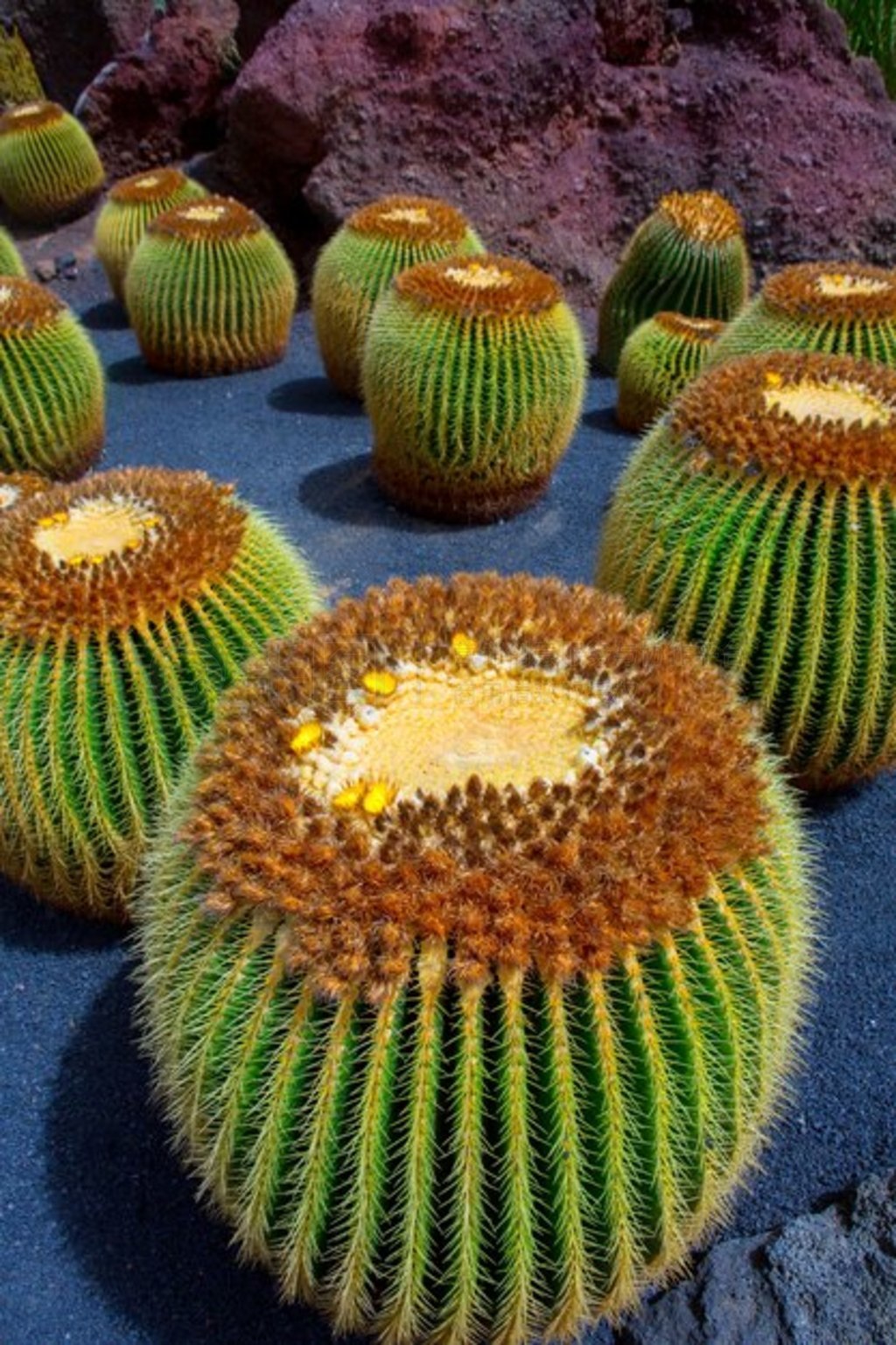 عϵƻ԰ Echinocactus Macrocentra