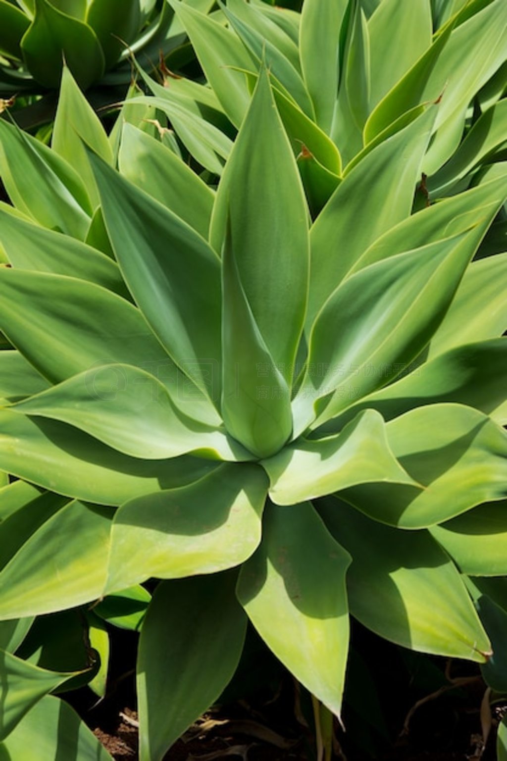 ԼȺ Agave Attenuata ֲ