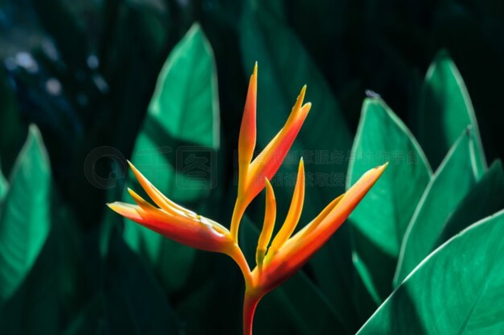 Heliconia psittacorum  Heliconia 