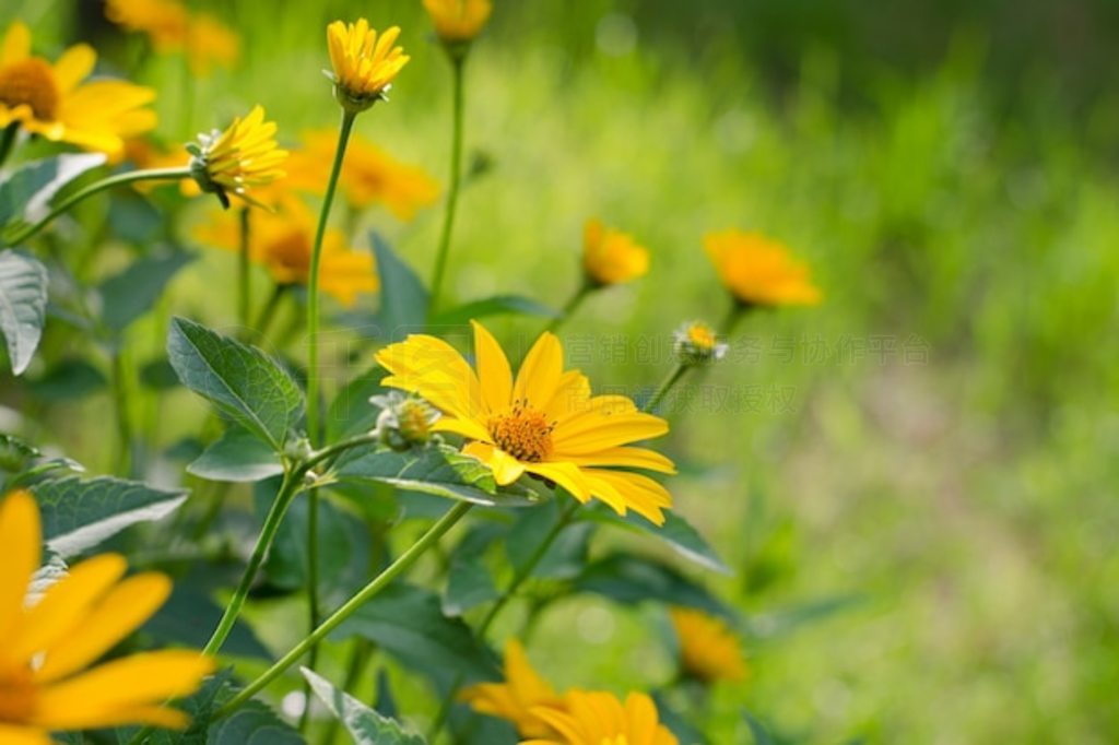 Heliopsis helianthoidesɫ