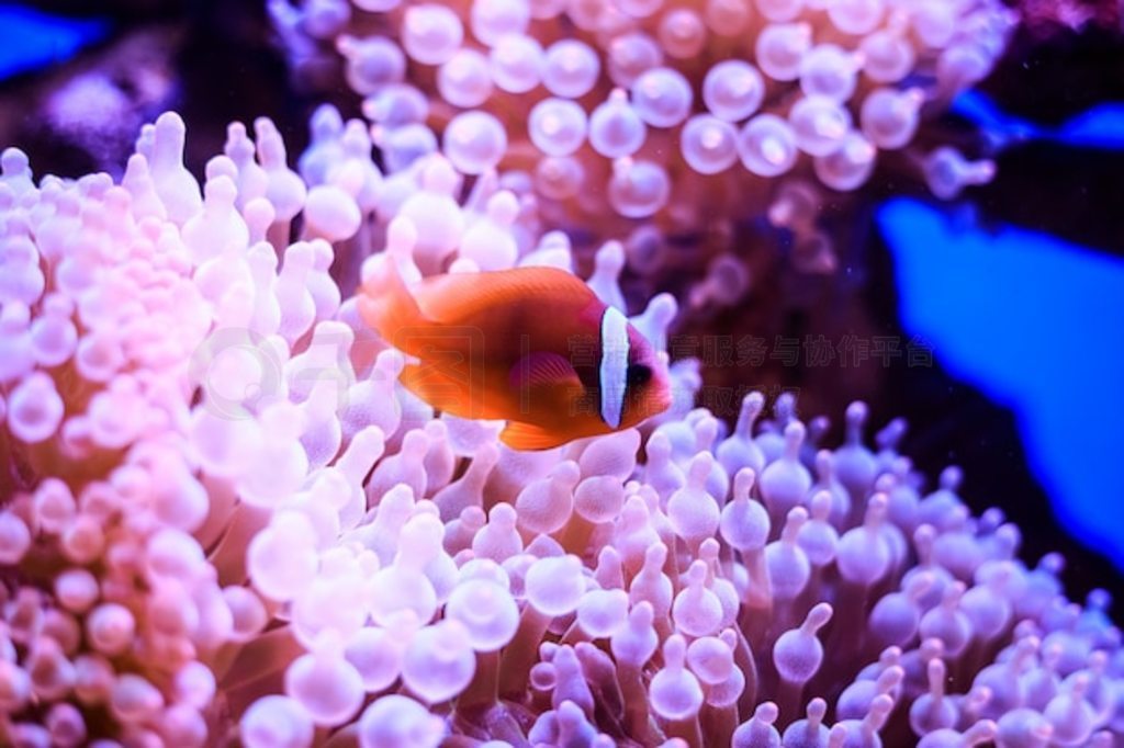 ˫С㣨Ocellaris ClownfishFalse Percula ClownfishںС̩