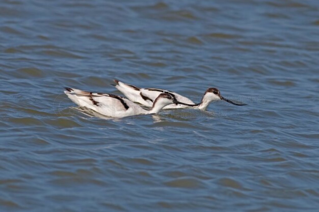 Pied Avocet Recurvirostra avosetta ̩