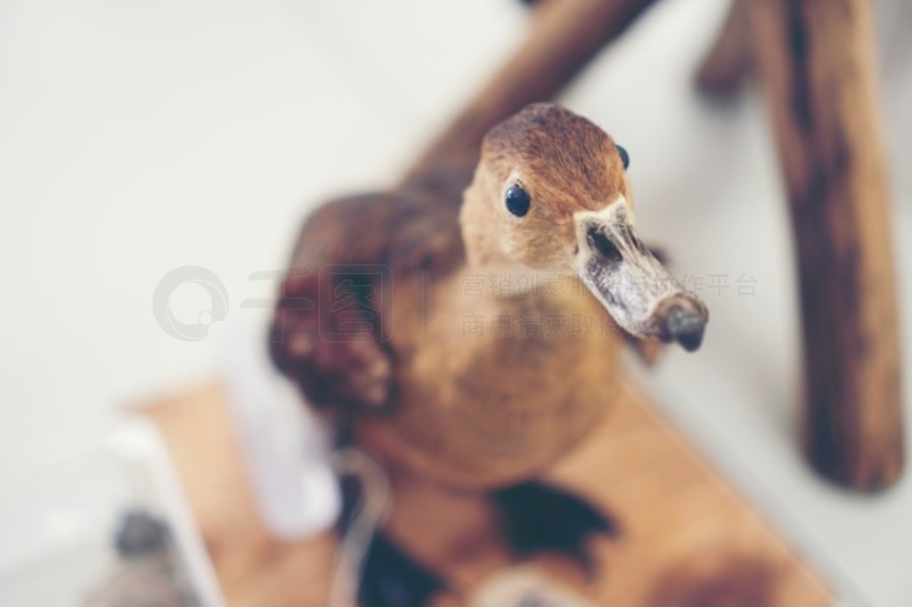 С - DuckLesser Treeduck