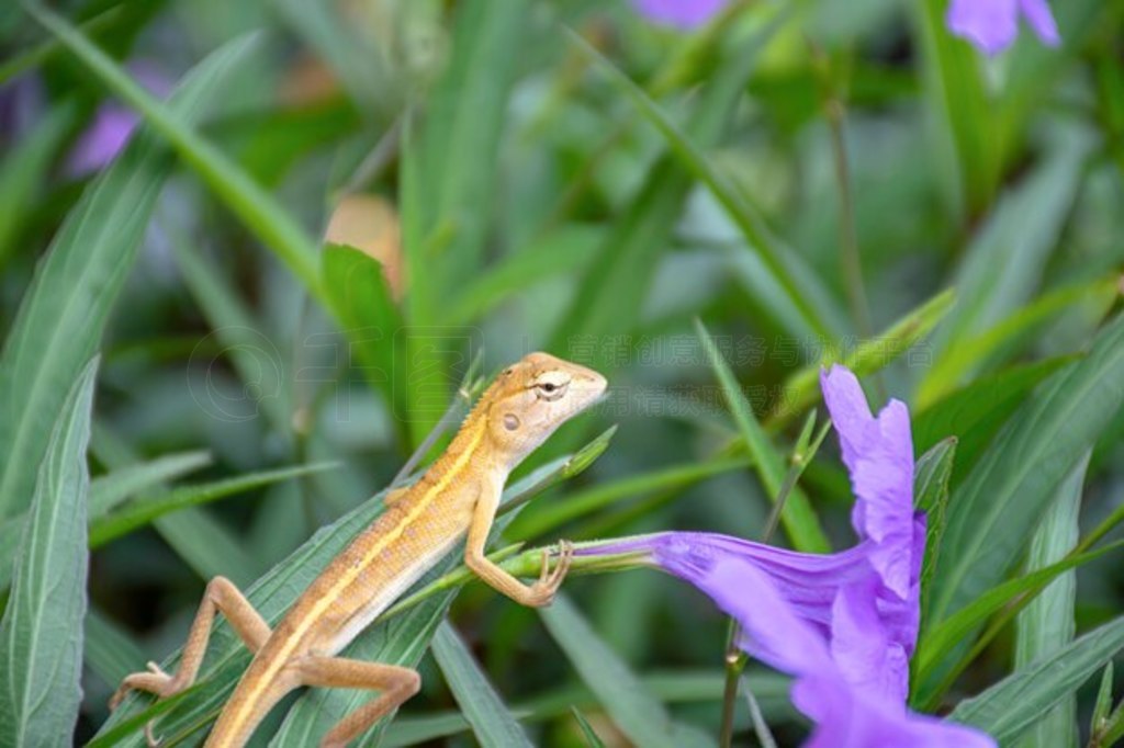 ԰ϻ Ruellia squarrosa (Fenzi) Cufod ϵСβ档