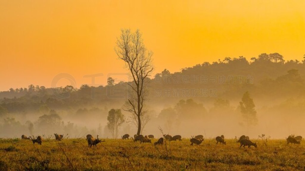 ̩ Thung Kraang Chaiyaphum ʡļͥ¹