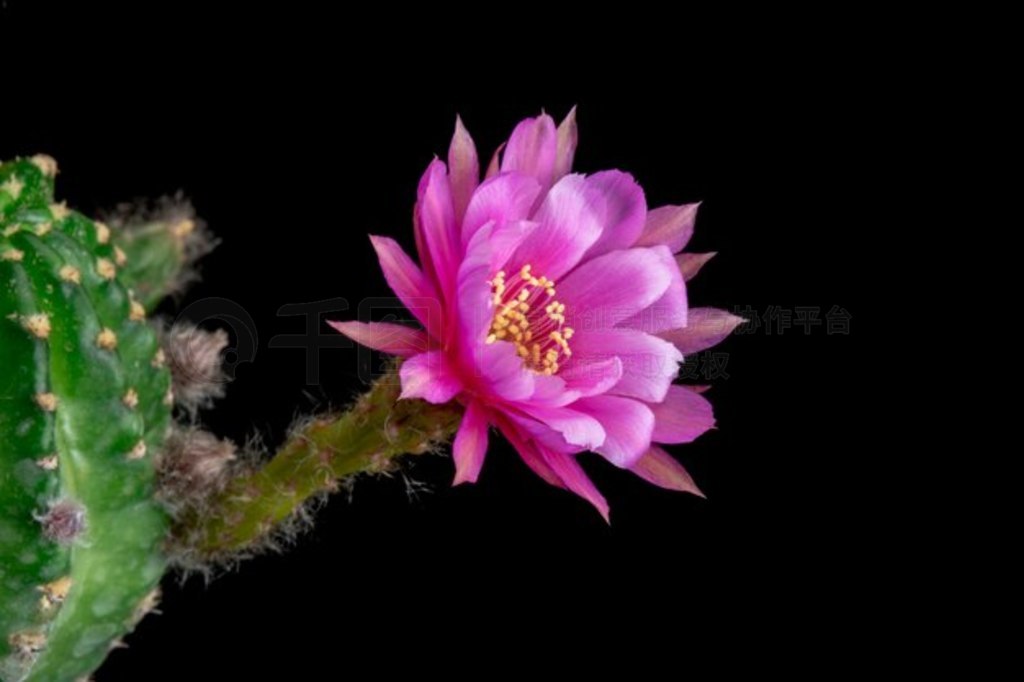 ʢƻ Echinopsis ӽۺɫ