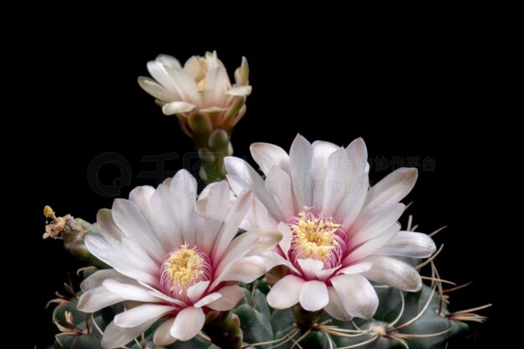 ʢƻ Gymnocalycium Baldianum ɫ