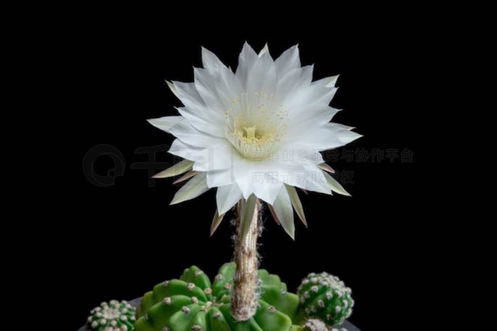 ʢƻ Echinopsis Subdenudata ɫ