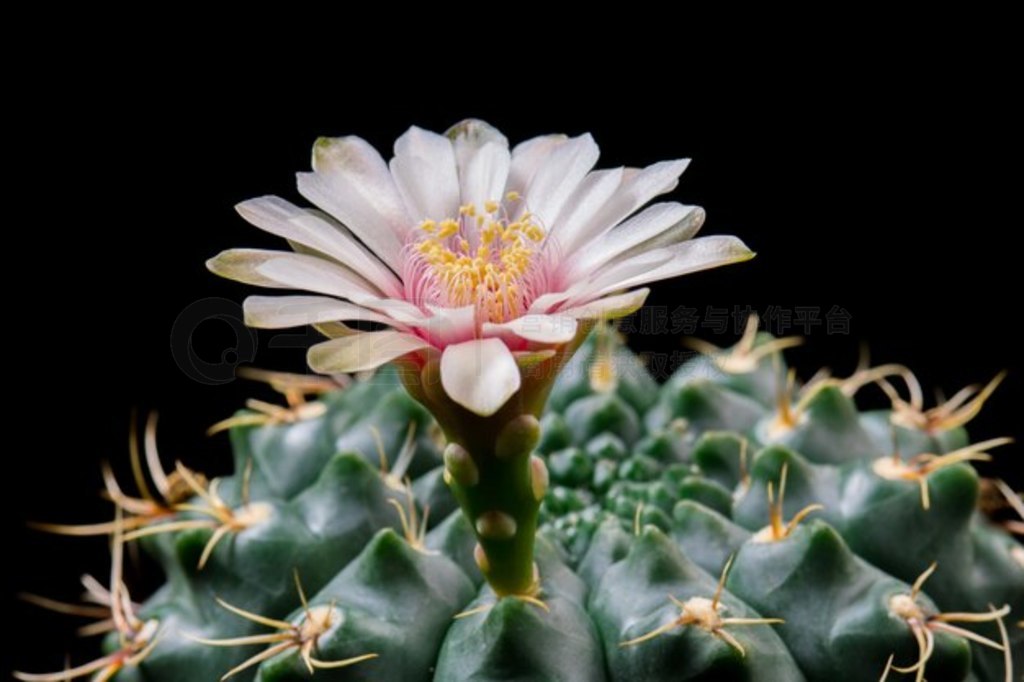 ʢƻ Gymnocalycium Baldianum ɫ