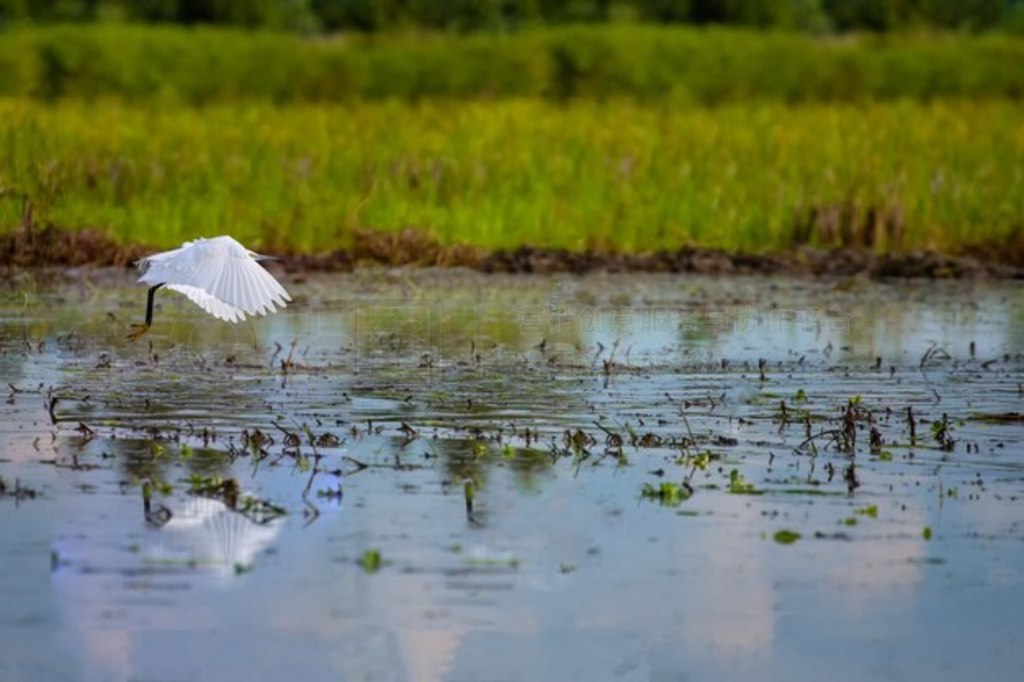 ţ (Bubulcus ibis).ţˮֲ