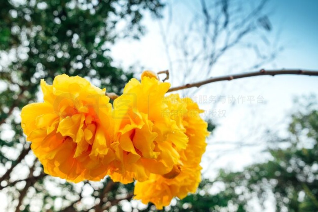 Cochlospermum regiumɫsuphannika̩