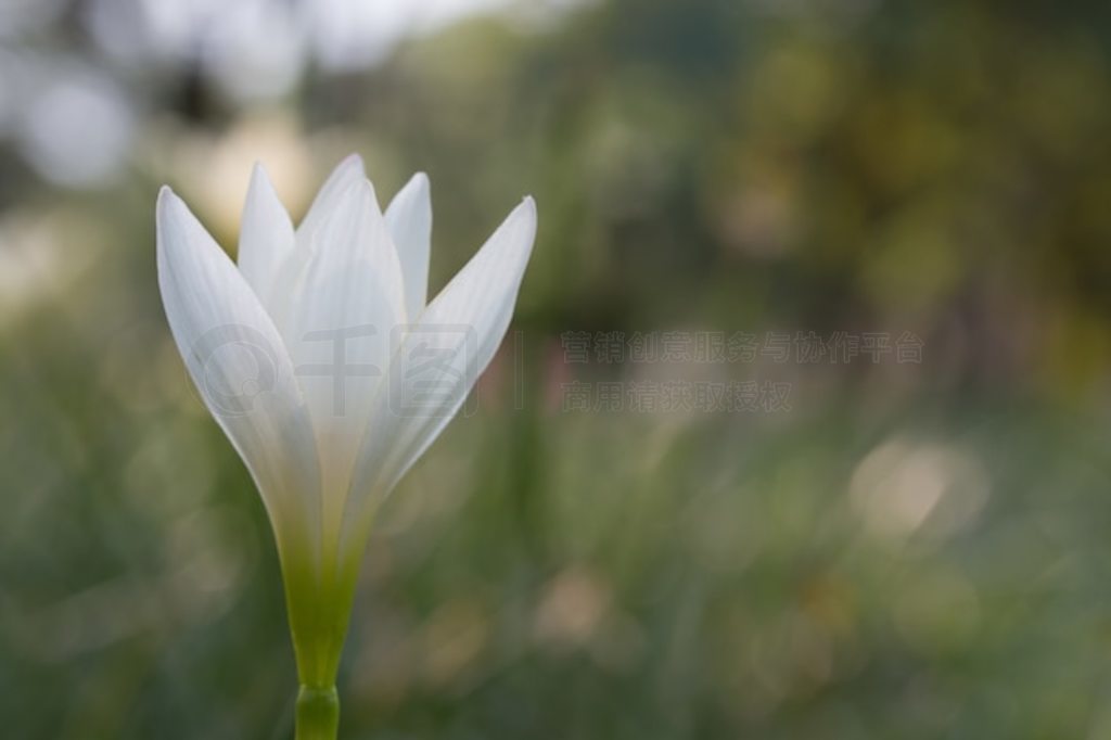 ɫ˹Zephyranthes carinata