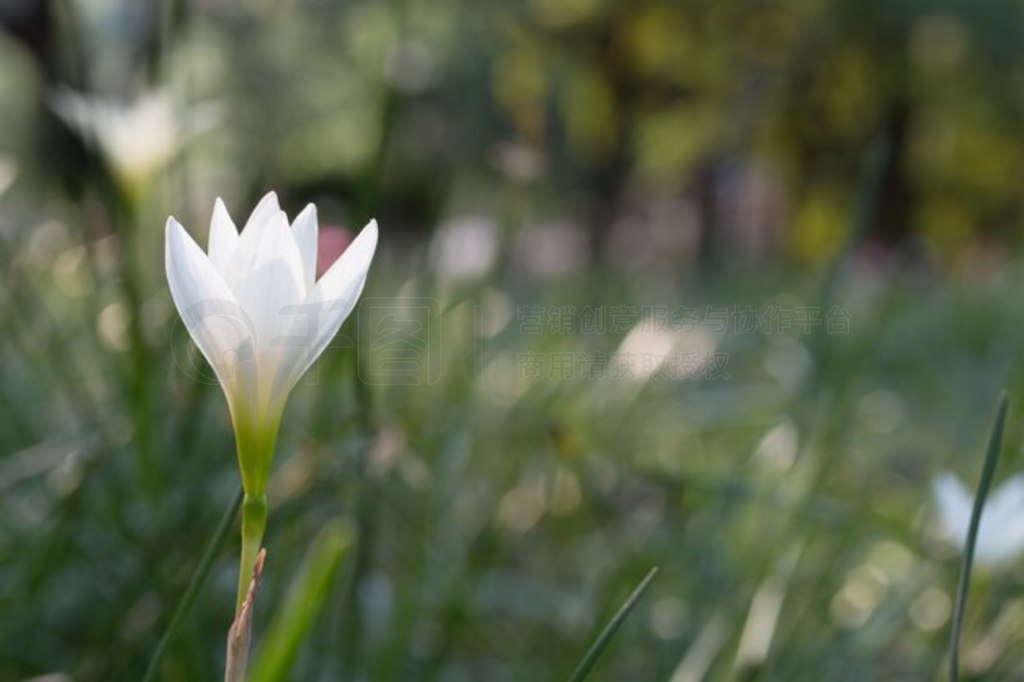 ɫ˹Zephyranthes carinata